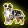 RGB LED neon sign for Australian Shepherd enthusiasts and owners