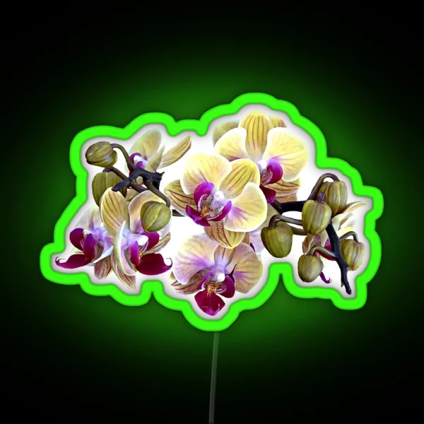 Pale Yellow And Magenta Phalaenopsis Orchids RGB Neon Sign