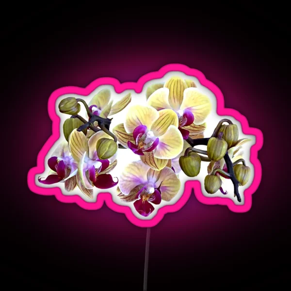 Pale Yellow And Magenta Phalaenopsis Orchids RGB Neon Sign