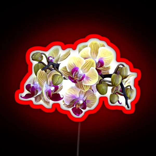 Pale Yellow And Magenta Phalaenopsis Orchids RGB Neon Sign