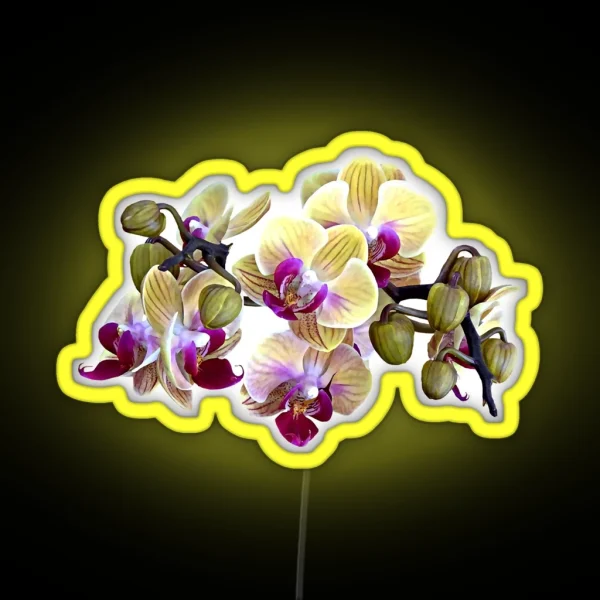 Pale Yellow And Magenta Phalaenopsis Orchids RGB Neon Sign