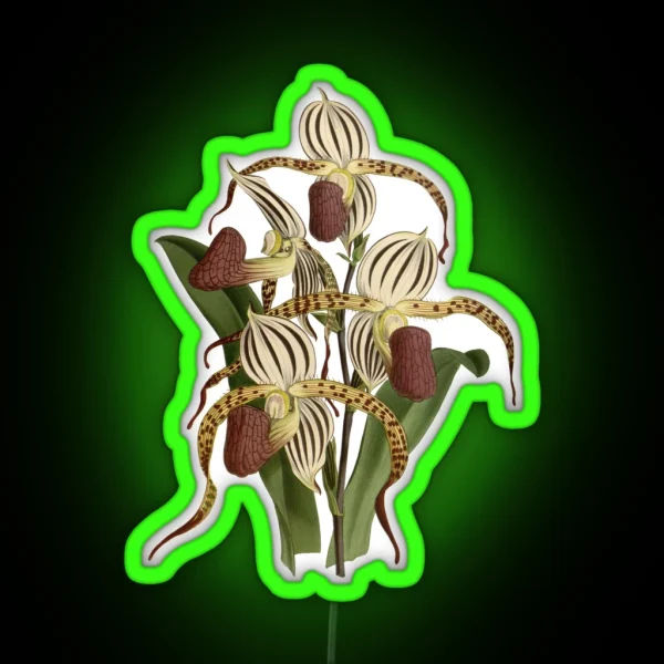 Paphiopedilum Stonei Orchid RGB Neon Sign