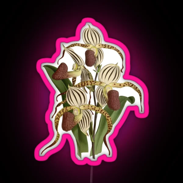 Paphiopedilum Stonei Orchid RGB Neon Sign