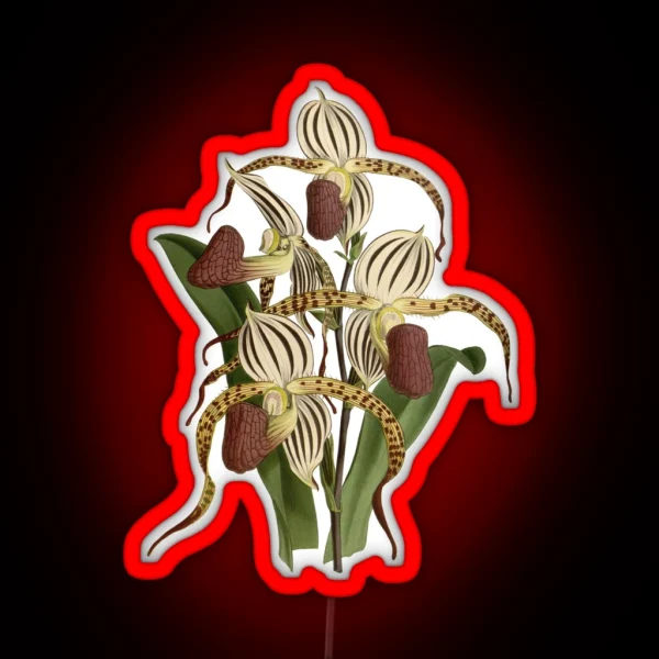 Paphiopedilum Stonei Orchid RGB Neon Sign
