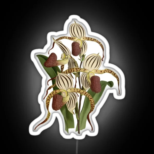 Paphiopedilum Stonei Orchid RGB Neon Sign