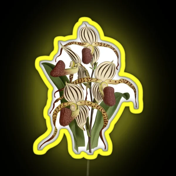 Paphiopedilum Stonei Orchid RGB Neon Sign