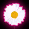 Vibrant Rainbow Daisy Floral Pattern RGB Neon Sign Art Display