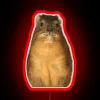 Unique Rock Hyrax Dassie Wildlife Wall Sign with RGB Lighting