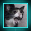 Mood lighting for feline drama with vibrant RGB color change