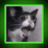 Vibrant Neon Rainbow Cat Crying in Despair Whimsical Decor Wall Sign