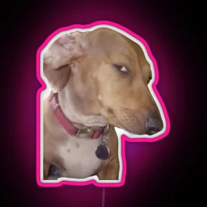 Side Eye Dog Meme RGB Neon Sign