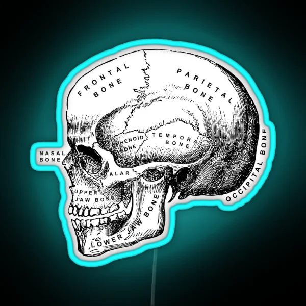 Vintage Anatomical Medical Skull Illustration RGB Neon Sign