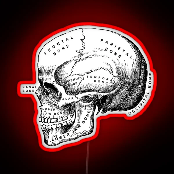 Vintage Anatomical Medical Skull Illustration RGB Neon Sign