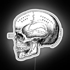 Vintage Anatomical Medical Skull Illustration RGB Neon Sign