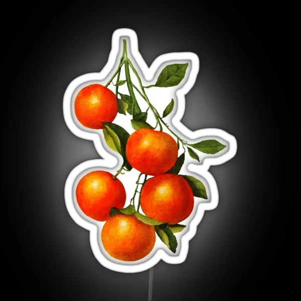 Vintage Oranges Botanical Illustration RGB Neon Sign
