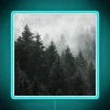 Frosted forest mystique in dreamy mist and enchanted Cascadian trees.