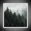 Mystical forest ambiance with Cascadia trees in ethereal fog lighting