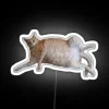 Chubby Kitty 1 RGB Neon Sign
