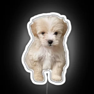 Cute Adorable Maltipoo Puppy RGB Neon Sign