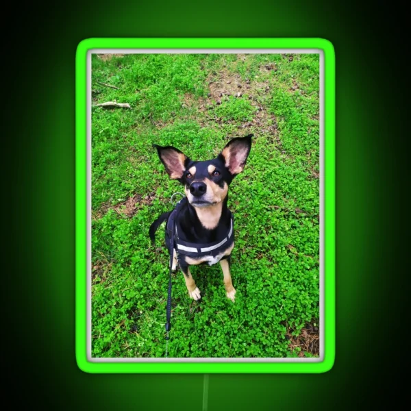 Cute Dog Big Ears RGB Neon Sign