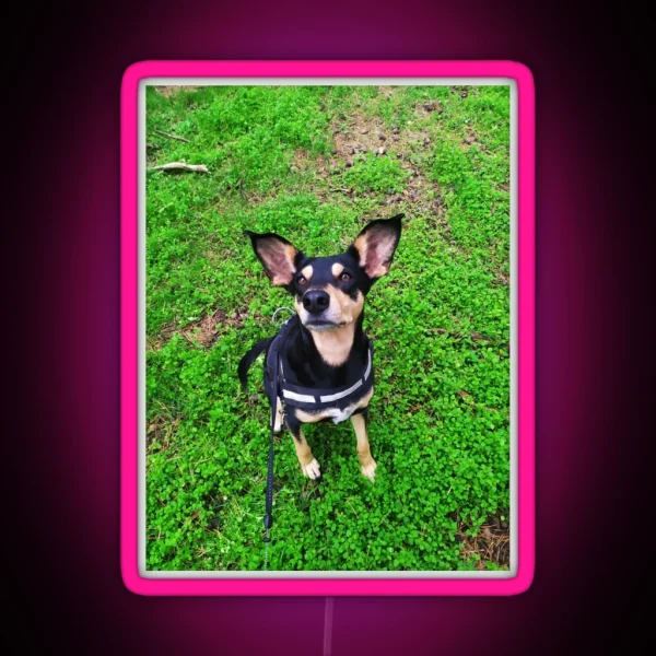 Cute Dog Big Ears RGB Neon Sign