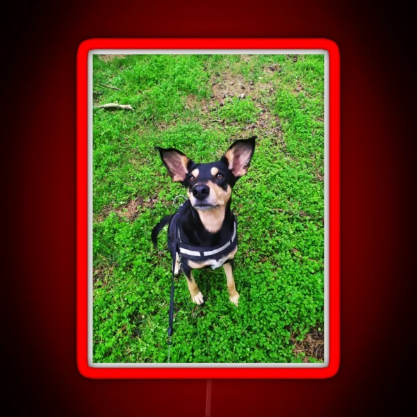 Cute Dog Big Ears RGB Neon Sign