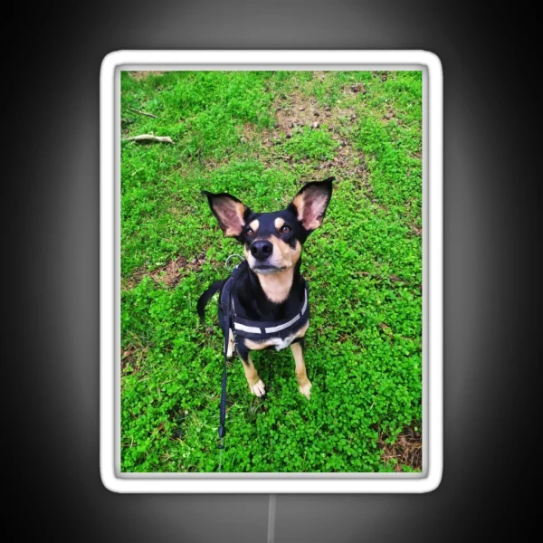 Cute Dog Big Ears RGB Neon Sign