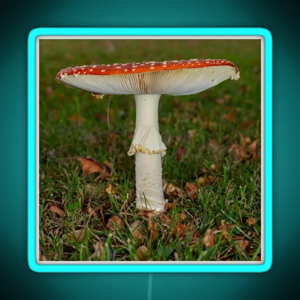 Fly Agaric Square RGB Neon Sign