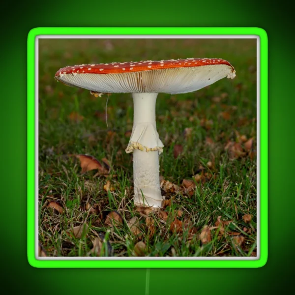 Fly Agaric Square RGB Neon Sign