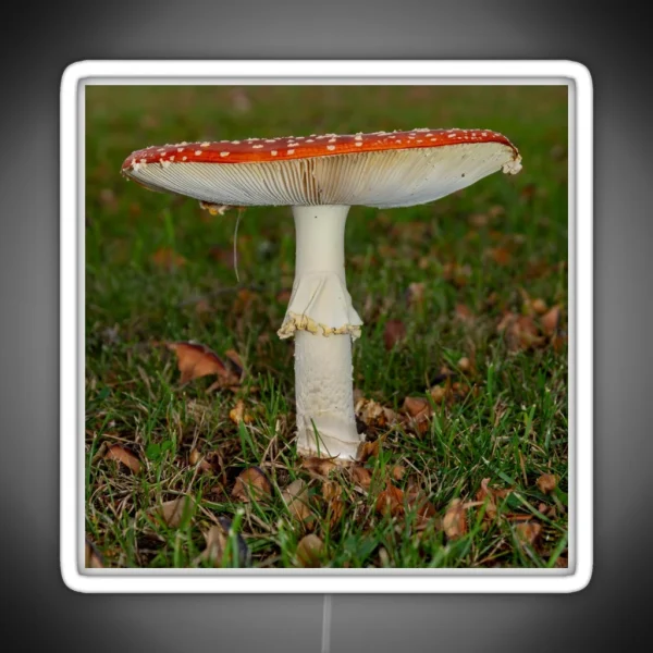 Fly Agaric Square RGB Neon Sign