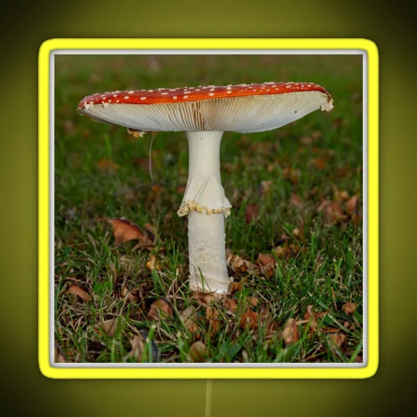 Fly Agaric Square RGB Neon Sign