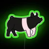 Hampshire Show Pig RGB Neon Sign - Image 3