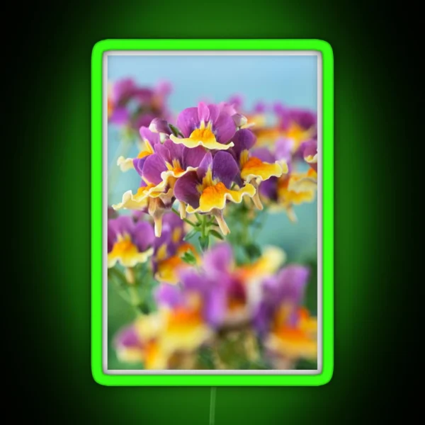 Nemesia Aroma Rhubarb And Custard Aroma Series RGB Neon Sign