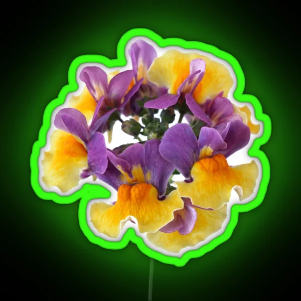 Nemesia Aroma Rhubarb And Custard Aroma Series RGB Neon Sign