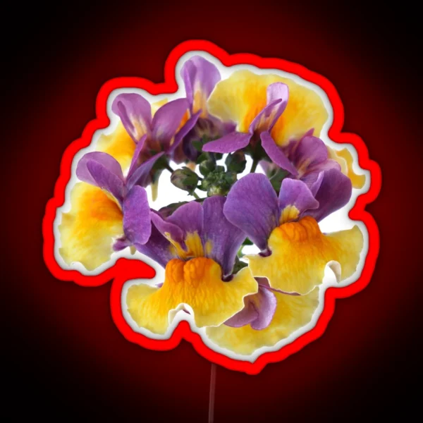 Nemesia Aroma Rhubarb And Custard Aroma Series RGB Neon Sign