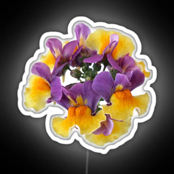 Nemesia Aroma Rhubarb And Custard Aroma Series RGB Neon Sign