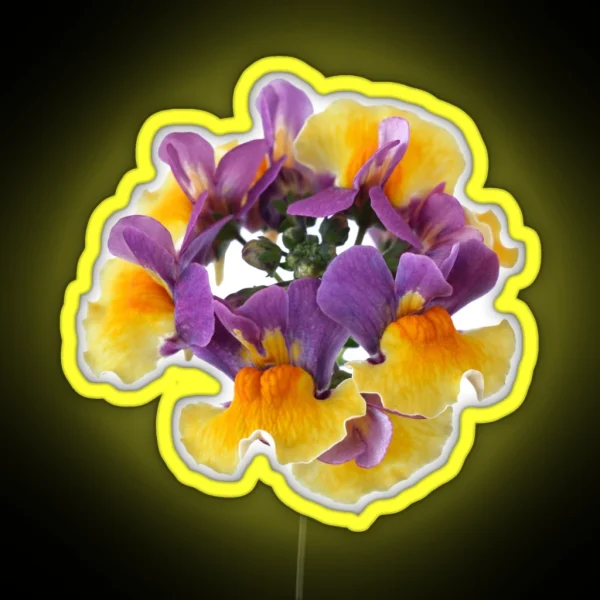Nemesia Aroma Rhubarb And Custard Aroma Series RGB Neon Sign