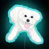 A playful Maltese dog with an RGB neon sign in vibrant blue tones.