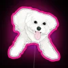 Playful Maltese Dog with a colorful RGB neon sign that lights up in vibrant pinks.