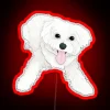 A playful Maltese dog under an RGB neon sign with red lighting.