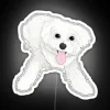 playful maltese rgb neon sign white