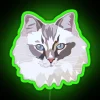 alt text: ragdoll cat neon sign rgb green