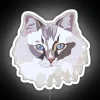A neon sign featuring a ragdoll cat with RGB lighting on a white background.