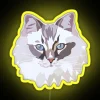 Ragdoll cat neon sign in vibrant yellow colors.
