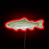 rainbow trout neon sign with rgb colors red