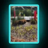raised-walkway-in-a-garden-with-rgb-neon-blue-sign