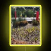 raised-walkway-in-a-garden-rgb-neon-sign-yellow-vibrant-lighting-for-garden-design-and-landscaping-ideas