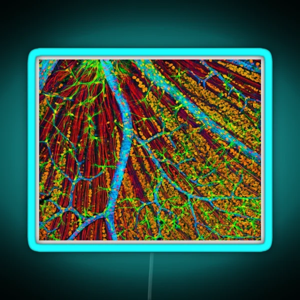 Retina Blood Vessels And Nerve Cells P424 0244 RGB Neon Sign