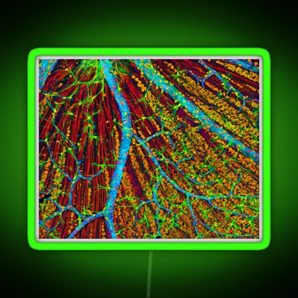 Retina Blood Vessels And Nerve Cells P424 0244 RGB Neon Sign