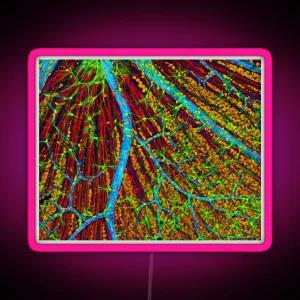 Retina Blood Vessels And Nerve Cells P424 0244 RGB Neon Sign